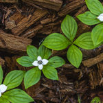 cornus