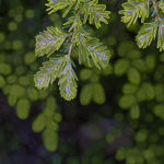 glowinggreens